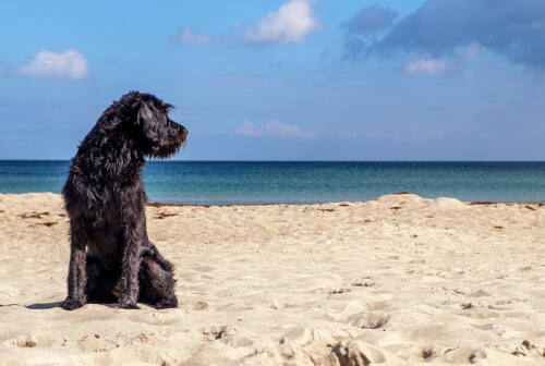 Ancona torna la Bau Beach: a Torrette al mare con Fido dal 1 giugno