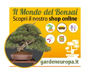 Corso Bonsai primo e secondo livello Garden Europa Jesi
