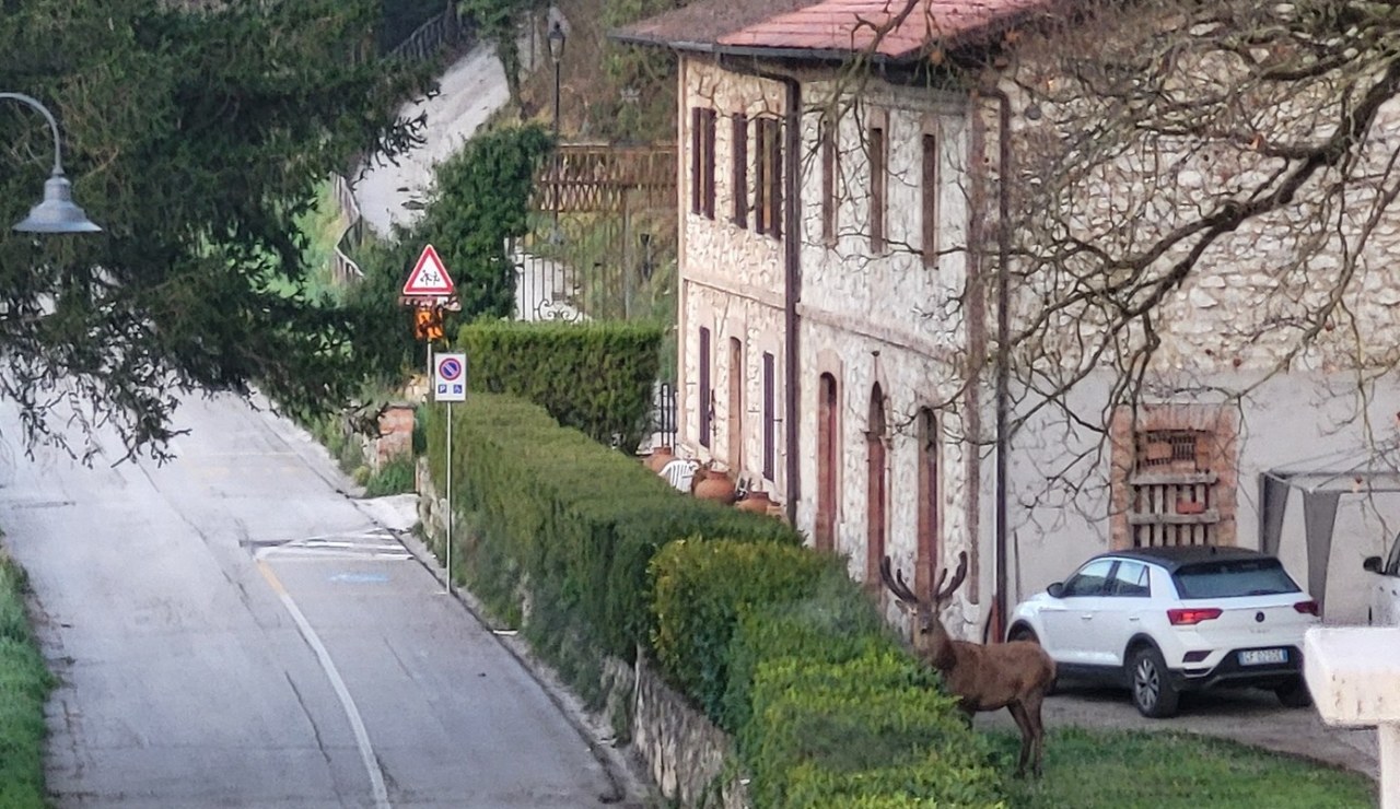 Cervo avvistato a Fiuminata