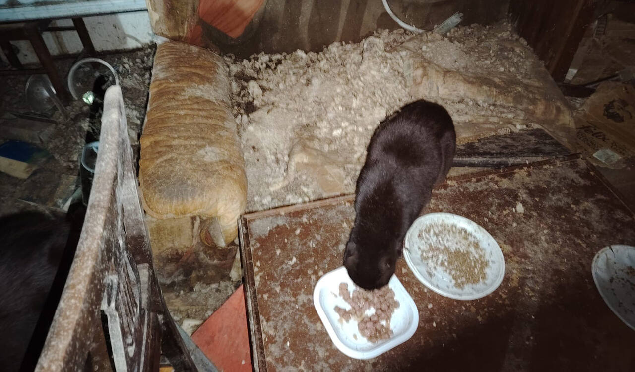 Il locale dove erano tenuti i gatti in provincia di Ancona (Foto Oipa)
