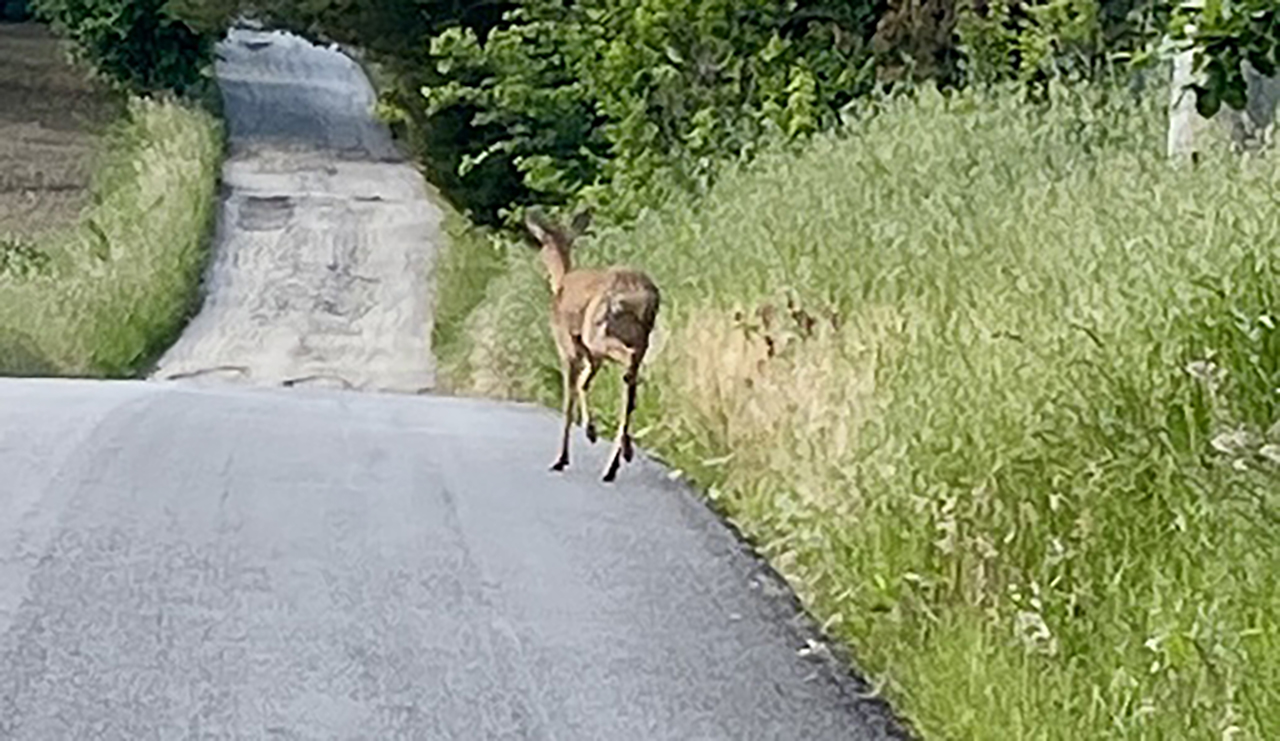 Jesi, il capriolo avvistato in via Tabano