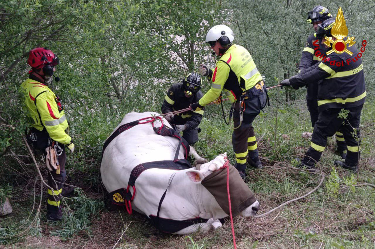 La mucca caduta nel dirupo e poi salvata. Il fatto avvenuto a Sarnano