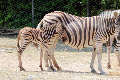 Falconara, il Parco Zoo dà il benvenuto a un cucciolo di zebra