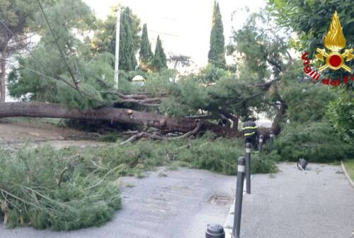 Ancona, cade grosso pino in piazza Cavour e tocca i cavi del filobus