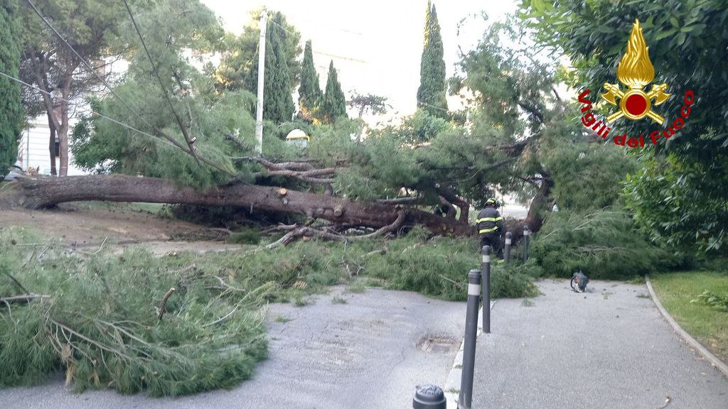 In piazza Cavour ad Ancona i vigili del fuoco intervengono per la rimozione di un grosso pino