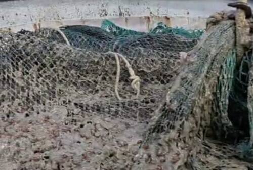 Pesca, Lazzari della Marineria di Ancona: «Meduse a 30 miglia dalla costa. Intasano le reti»